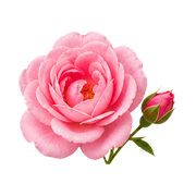 may-rose