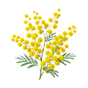 Mimosa