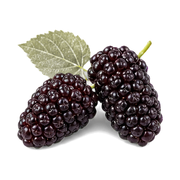 Mulberry
