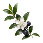 myrtle