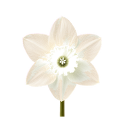 Narcissus