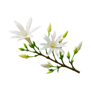 night-jasmine