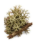 Oakmoss