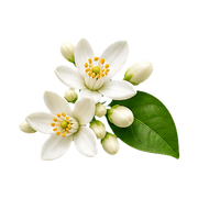 Orange Blossom