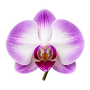 Orchid