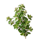 oregano
