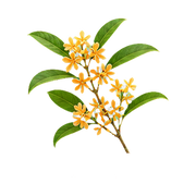 Osmanthus