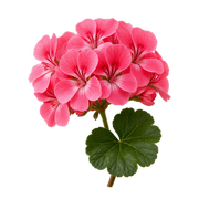 Pelargonium