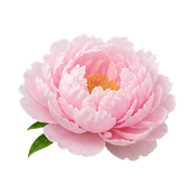 Peony
