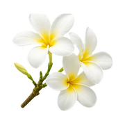 plumeria
