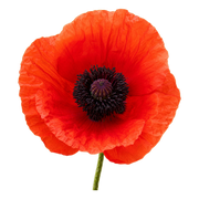 Poppy fragrance note