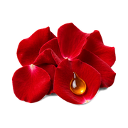 rose-absolute