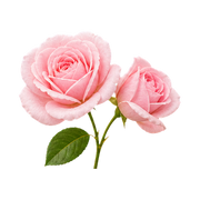 rose-de-mai