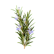 Rosemary