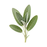Sage