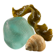 sea notes fragrance note