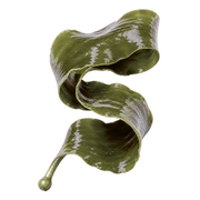 seaweed