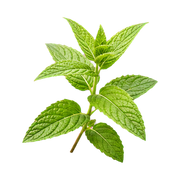 spearmint