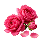 Taif Rose