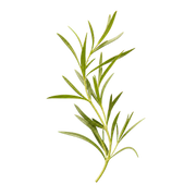 Tarragon