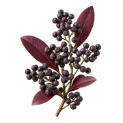 tasmanian-pepper