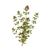 Thyme