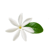 Tiare Flower