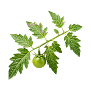 tomato-leaf
