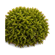 tree-moss