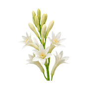 Tuberose