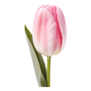 Tulip fragrance note
