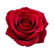 Turkish Rose