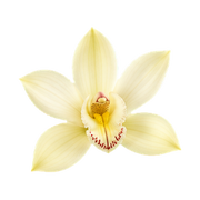 Vanilla Orchid