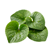 Violet Leaf