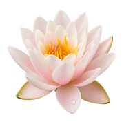 water flowers fragrance note
