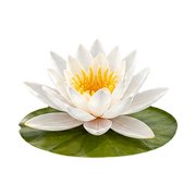 Water Lily