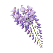 wisteria