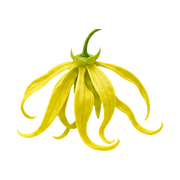 Ylang Ylang